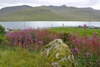 Sigurskúvur / Epilobium angustifolium L. (Chamaenerion angustifolium (L.) Scop.)