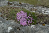 Leggstutt túvublóma / Silene acaulis L. (Jacq.)