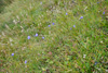 Bláklokka / Campanula rotundifolia L., Eysturoy.