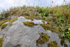 Bláklokka / Campanula rotundifolia L., Eysturoy.