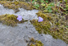 Bláklokka / Campanula rotundifolia L., Eysturoy.