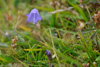 Bláklokka / Campanula rotundifolia L., Eysturoy.