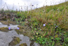 Bláklokka / Campanula rotundifolia L., Eysturoy.