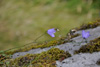 Bláklokka / Campanula rotundifolia L., Eysturoy.