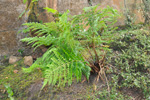 Stórur kalskampur / Dryopteris dilatata L. (Hoffm.) A. Gray 