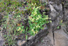 Mikilskøra / Alchemilla alpina L., Eysturoy.