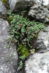 Vetrarsteinbrot / Saxifragaceae oppositifolia L. Múli, Borðoy