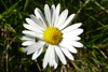 Summardái / Bellis perennis (L.)