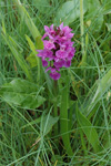 Tjaldursbørkubóndi / Dactylorhiza maculata (L.) Soó)