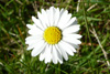 Summardái / Bellis perennis (L.)