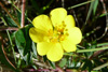 Børkumura / Potentilla erecta