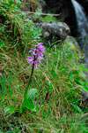 Kalmansbørkubóndi / Orchis mascula (L.) 