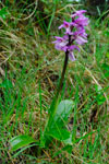 Kalmansbørkubóndi / Orchis mascula (L.) 