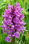 Tjaldursbørkubóndi / Dactylorhiza maculata (L.) Soó)