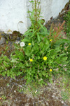 Várhagasólja / Taraxacum vulgare (L.)