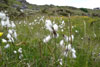 Mýrufípa / Eriophorum angustifolium.