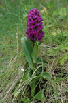 Reyður børkubóndi / Dactylorhiza majalis subsp. purpurella (T. Stephenson & T. A. Stephenson) D. M. Moore & Soó