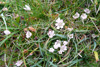 Neyðarnartl / Lysimachia tenella L. (Synonym Anagallis tenella L.)