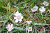 Neyðarnartl / Lysimachia tenella L. (Synonym Anagallis tenella L.)