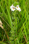 Eygnagras / Euphrasia officinalis.