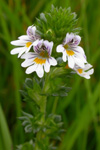 Eygnagras / Euphrasia officinalis.