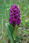 Reyður børkubóndi / Dactylorhiza majalis subsp. purpurella (T. Stephenson & T. A. Stephenson) D. M. Moore & Soó