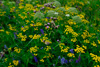 Mýrutistil (Cirsium palustre), Hvonn (Angelica archangelica (L.) & Reinfan (Tanacetum vulgare L.)