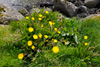 Várhagasólja / Taraxacum vulgare (L.).