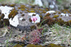 Mjátt sjógras / Armeria maritima. Fjøran / Near the sea.