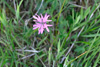 Reyðakkuleya / Lychnis flos-cuculi L.