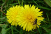 Várhagasólja / Taraxacum vulgare (L.)