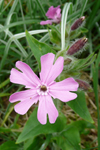 Reydlig bjargablóma / Silene dioica.