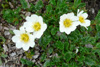 Fjallabrúður / Dryas octopetala.