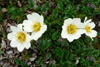 Fjallabrúður / Dryas octopetala.