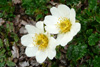 Fjallabrúður / Dryas octopetala.