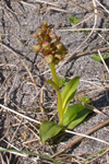 Grønlig barnarót / Grønligt hjúnagras / Coeloglossum viride (L.) Hartm. Sandoy.