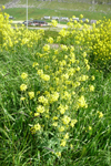 Ekrulínbinda / Brassica rapa L. (B. campestris L.).