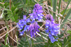 Skrykkjukrøkja / Vicia cracca L. 