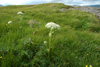 Bakkasløkja / Angelica sylvestris L.