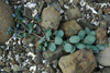 Sævarrossatunga / Mertensia maritima.