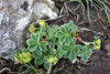 Føroyaskøra / Alchemilla faeroënsis var. pumila (Rostr.) Simmons 