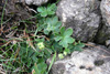 Føroyaskøra / Alchemilla faeroënsis var. pumila (Rostr.) Simmons 