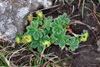 Føroyaskøra / Alchemilla faeroënsis var. pumila (Rostr.) Simmons 