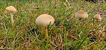 Agrocybe pediades