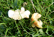 Cuphophyllus virgineus