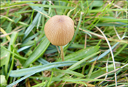 Mycena
