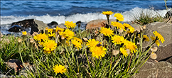 Vanlig heysthagaslja / (Syn. Leontodon autumnalis L.) Scorzoneroides autumnalis (L.) Moench