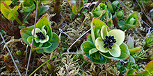 Undir Kerjum, Trshavn 20.05.2025
