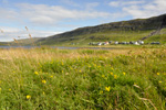 Eingjarflatbjølgur / Lathyrus pratensis L. Sandoy 2009.