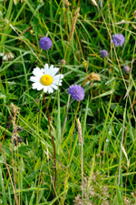 Hvítt oksaeyga / Leucanthemum vulgare Lam. (Chrysanthemum leucanthemum L.) & Blákollur, Líragras / Succisa pratensis. Sandoy. 